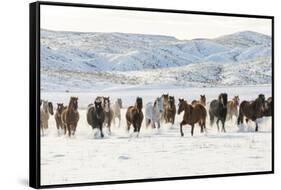 Cowboy horse drive on Hideout Ranch, Shell, Wyoming. Herd of horses running in snow.-Darrell Gulin-Framed Stretched Canvas