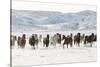 Cowboy horse drive on Hideout Ranch, Shell, Wyoming. Herd of horses running in snow.-Darrell Gulin-Stretched Canvas