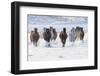 Cowboy horse drive on Hideout Ranch, Shell, Wyoming. Herd of horses running in snow.-Darrell Gulin-Framed Photographic Print