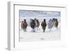 Cowboy horse drive on Hideout Ranch, Shell, Wyoming. Herd of horses running in snow.-Darrell Gulin-Framed Photographic Print