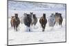 Cowboy horse drive on Hideout Ranch, Shell, Wyoming. Herd of horses running in snow.-Darrell Gulin-Mounted Photographic Print