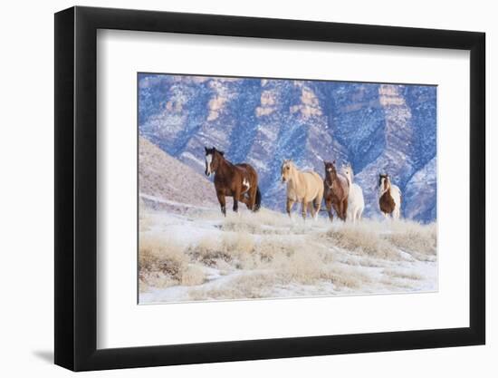 Cowboy horse drive on Hideout Ranch, Shell, Wyoming. Herd of horses running in snow.-Darrell Gulin-Framed Photographic Print