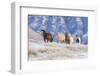 Cowboy horse drive on Hideout Ranch, Shell, Wyoming. Herd of horses running in snow.-Darrell Gulin-Framed Photographic Print