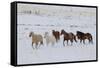 Cowboy horse drive on Hideout Ranch, Shell, Wyoming. Herd of horses running in snow.-Darrell Gulin-Framed Stretched Canvas