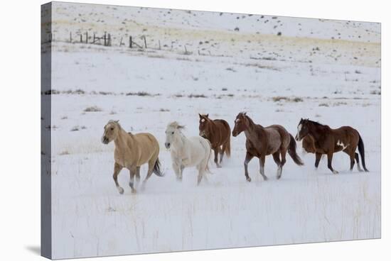 Cowboy horse drive on Hideout Ranch, Shell, Wyoming. Herd of horses running in snow.-Darrell Gulin-Stretched Canvas