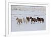 Cowboy horse drive on Hideout Ranch, Shell, Wyoming. Herd of horses running in snow.-Darrell Gulin-Framed Photographic Print