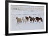 Cowboy horse drive on Hideout Ranch, Shell, Wyoming. Herd of horses running in snow.-Darrell Gulin-Framed Photographic Print