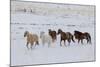 Cowboy horse drive on Hideout Ranch, Shell, Wyoming. Herd of horses running in snow.-Darrell Gulin-Mounted Photographic Print