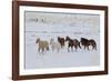 Cowboy horse drive on Hideout Ranch, Shell, Wyoming. Herd of horses running in snow.-Darrell Gulin-Framed Photographic Print