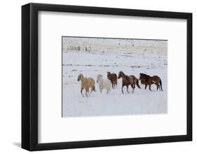 Cowboy horse drive on Hideout Ranch, Shell, Wyoming. Herd of horses running in snow.-Darrell Gulin-Framed Photographic Print