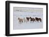 Cowboy horse drive on Hideout Ranch, Shell, Wyoming. Herd of horses running in snow.-Darrell Gulin-Framed Photographic Print