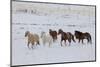 Cowboy horse drive on Hideout Ranch, Shell, Wyoming. Herd of horses running in snow.-Darrell Gulin-Mounted Photographic Print