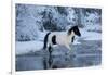 Cowboy horse drive on Hideout Ranch, Shell, Wyoming. horse crossing Shell Creek in winter.-Darrell Gulin-Framed Photographic Print