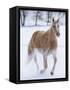 Cowboy horse drive on Hideout Ranch, Shell, Wyoming. Single horse running in snow.-Darrell Gulin-Framed Stretched Canvas