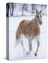 Cowboy horse drive on Hideout Ranch, Shell, Wyoming. Single horse running in snow.-Darrell Gulin-Stretched Canvas