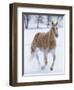 Cowboy horse drive on Hideout Ranch, Shell, Wyoming. Single horse running in snow.-Darrell Gulin-Framed Photographic Print