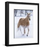 Cowboy horse drive on Hideout Ranch, Shell, Wyoming. Single horse running in snow.-Darrell Gulin-Framed Photographic Print