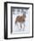 Cowboy horse drive on Hideout Ranch, Shell, Wyoming. Single horse running in snow.-Darrell Gulin-Framed Photographic Print