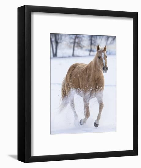 Cowboy horse drive on Hideout Ranch, Shell, Wyoming. Single horse running in snow.-Darrell Gulin-Framed Photographic Print