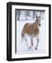 Cowboy horse drive on Hideout Ranch, Shell, Wyoming. Single horse running in snow.-Darrell Gulin-Framed Photographic Print