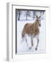 Cowboy horse drive on Hideout Ranch, Shell, Wyoming. Single horse running in snow.-Darrell Gulin-Framed Photographic Print