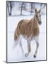 Cowboy horse drive on Hideout Ranch, Shell, Wyoming. Single horse running in snow.-Darrell Gulin-Mounted Photographic Print