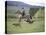 Cowboy in Irrigated Pasture, Chubut Province, Cholila Valley, Argentina-Lin Alder-Stretched Canvas