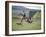 Cowboy in Irrigated Pasture, Chubut Province, Cholila Valley, Argentina-Lin Alder-Framed Photographic Print