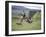 Cowboy in Irrigated Pasture, Chubut Province, Cholila Valley, Argentina-Lin Alder-Framed Photographic Print