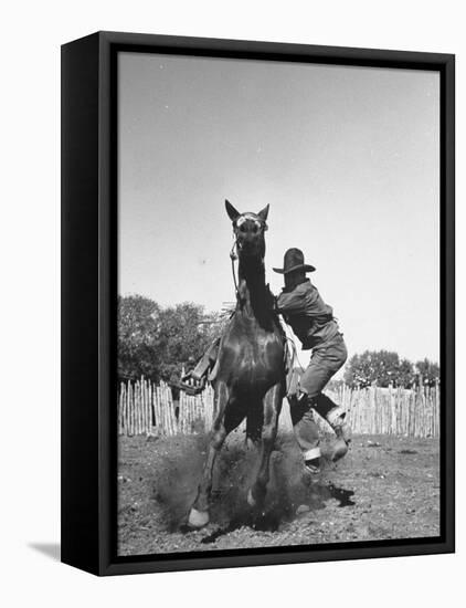 Cowboy Mounting a Horse-Carl Mydans-Framed Stretched Canvas