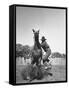 Cowboy Mounting a Horse-Carl Mydans-Framed Stretched Canvas