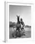 Cowboy Mounting a Horse-Carl Mydans-Framed Photographic Print