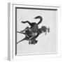 Cowboy Ned Coy Riding Bucking Bronco Named "Boy Dick" Photograph - South Dakota-Lantern Press-Framed Art Print