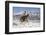 Cowboy On Grey Quarter Horse Trotting In The Snow At Flitner Ranch, Shell, Wyoming-Carol Walker-Framed Premium Photographic Print