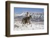 Cowboy On Grey Quarter Horse Trotting In The Snow At Flitner Ranch, Shell, Wyoming-Carol Walker-Framed Photographic Print