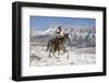 Cowboy On Grey Quarter Horse Trotting In The Snow At Flitner Ranch, Shell, Wyoming-Carol Walker-Framed Photographic Print