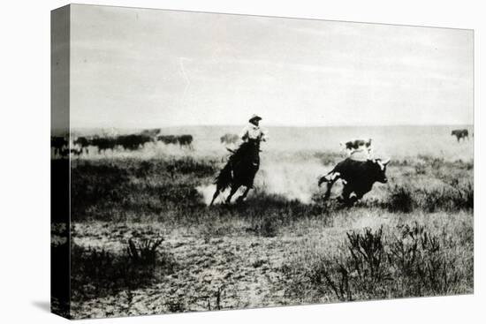 Cowboy on Horseback Lassooing a Calf-L.a. Huffman-Stretched Canvas