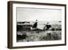 Cowboy on Horseback Lassooing a Calf-L.a. Huffman-Framed Giclee Print