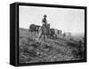 Cowboy on Horseback with Herd of Horses Photograph - Texas-Lantern Press-Framed Stretched Canvas