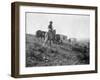 Cowboy on Horseback with Herd of Horses Photograph - Texas-Lantern Press-Framed Art Print