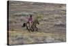 Cowboy Riding at Full Speed in Motion-Terry Eggers-Stretched Canvas