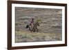 Cowboy Riding at Full Speed in Motion-Terry Eggers-Framed Photographic Print