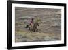 Cowboy Riding at Full Speed in Motion-Terry Eggers-Framed Photographic Print