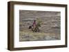 Cowboy Riding at Full Speed in Motion-Terry Eggers-Framed Photographic Print