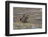 Cowboy Riding at Full Speed in Motion-Terry Eggers-Framed Photographic Print