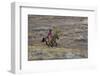 Cowboy Riding at Full Speed in Motion-Terry Eggers-Framed Photographic Print