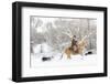 Cowboy riding his horse in winter, Hideout Ranch, Shell, Wyoming.-Darrell Gulin-Framed Photographic Print