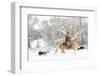 Cowboy riding his horse in winter, Hideout Ranch, Shell, Wyoming.-Darrell Gulin-Framed Photographic Print