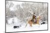 Cowboy riding his horse in winter, Hideout Ranch, Shell, Wyoming.-Darrell Gulin-Mounted Photographic Print