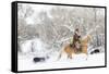 Cowboy riding his horse in winter, Hideout Ranch, Shell, Wyoming.-Darrell Gulin-Framed Stretched Canvas